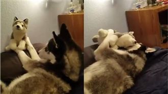 二哈對娃娃又愛又恨　讓主人哭笑不得