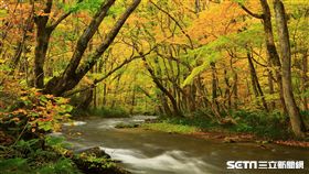 賞楓,楓葉,日本東北奧入瀨溪。（圖／Tripresso旅遊咖提供）