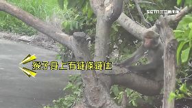 f吹箭救猴子1200