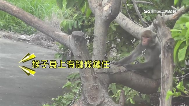 台灣獼猴被當寵物養　警射吹箭救牠！