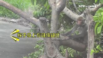 台灣獼猴被當寵物養　警射吹箭救牠！