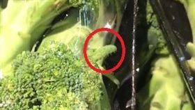 （圖／翻攝自爆料公社）花椰菜,菜蟲,蠕動