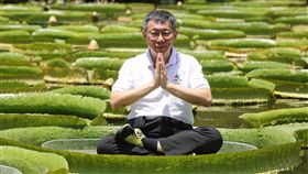 柯文哲,台北市長,大王蓮
圖／中央社