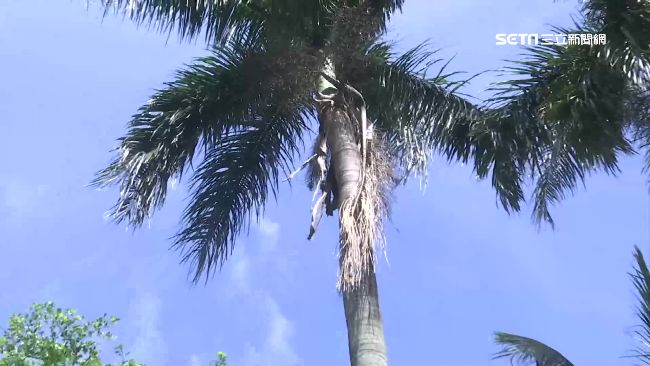 大王椰子樹皮高空剝落　險砸路過騎士