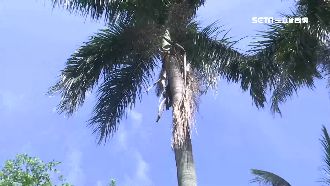 大王椰子樹皮高空剝落　險砸路過騎士