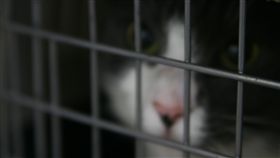 寵物 貓咪 籠子
https://www.flickr.com/photos/quinnanya/3620398636/in/photolist-6vVuo9-6ZLyqw-8BXUoX-sjAuMX-fhSdq7-qx9fw-8RBvE6-rHYpo-oZj9yQ-84fEJ7-iBmhsN-4ML7Ei-7sesX-7AN3fY-8YQgvw-5puy5E-nEZGjD-6mHYiR-6uJc