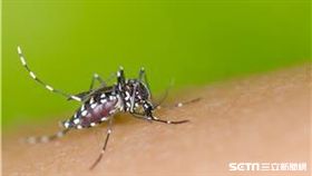 北市首度出現登革熱境外移入群聚。（圖／疾管署提供）