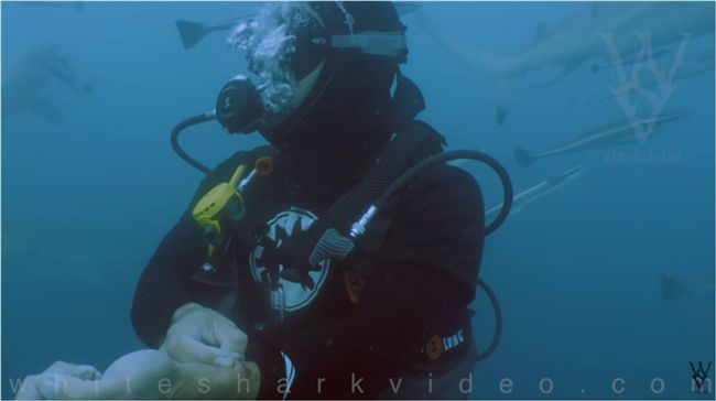 不要命了？潛水員鯊魚群中割腕放血