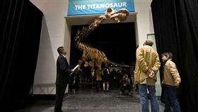 恐龍,紐約,阿根廷,草食,巴塔哥巨龍,化石