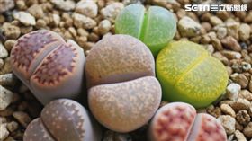 現代人需要療癒　屁屁石頭、拇指西瓜超熱賣（露天拍賣提供）