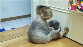 剃完毛難過面壁好無言　喵星人低頭看尾巴：只剩這一點！（圖／翻攝自《貓咪也瘋狂俱樂部》臉書）喵星人,網友,臉書,貓咪,哀怨,剃毛,毛,森77,喵生,喵咪,貓,罐罐