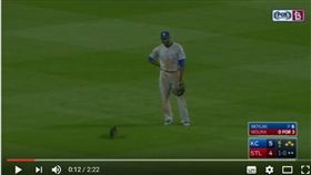 ▲小貓咪亂入紅雀與皇家比賽。（圖／截自Youtube）