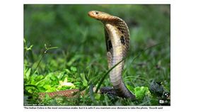 印度眼鏡蛇  圖翻攝《Daily Mail》