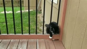 貓咪過欄杆卡住！狗狗趕來關心遭白眼