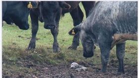 16:9
這是什麼？超萌小海豹不幸擱淺　30野牛如臨大敵團團包圍
圖／翻攝自Natureland Seal Sanctuary 臉書
https://www.facebook.com/natureland/photos/a.344373562282447.82991.339470249439445/843543345698797/?type=3&theater