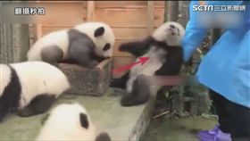 奶瓶被收手，小貓熊腿軟。