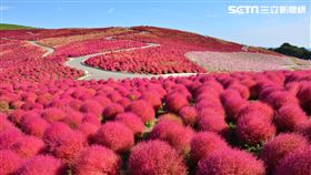 茨城縣,北關東,茨城,旅遊,國立常陸海濱公園。（圖／茨城縣國際觀光課提供）