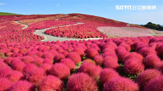訪日必看！超萌掃帚草花海10月登場