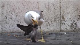 海鷗,吞食,鴿子,攻擊（圖／翻攝自YouTube）