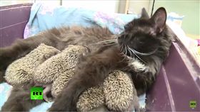 貓,喵星人,喵媽咪,刺刺,刺蝟,哺乳,母乳,母愛
圖/翻攝自RT UK YouTube