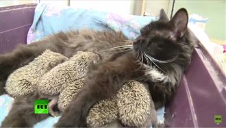 小刺刺痛失媽媽　母貓接手照顧