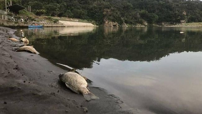 碧潭遭私放大量魚群　兇手直指「他們