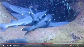 鯊魚,睡覺,玩偶,夢遊,可愛,潛水員,國家地理雜誌　圖／翻攝自國家地理雜誌 YouTube