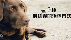 圖／翻攝自PetTalk官網