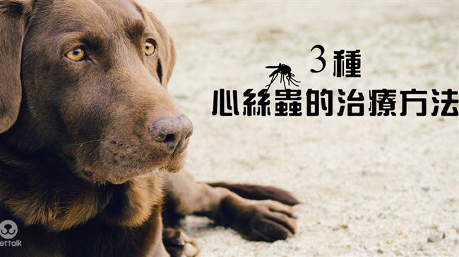 狗狗心臟殺手！3種心絲蟲的治療方法