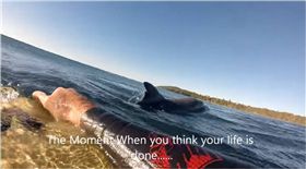 衝浪,澳洲,Craig Bateman,鯊魚,魚鰭,海豚　圖／翻攝自the Sun