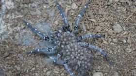 國際,生態,英國,非洲,北非,動物園,蜘蛛,狼蛛,絕種,滅亡