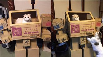 超有才！飼主幫喵星人特製專用機器人