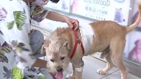 比特犬又咬2400.