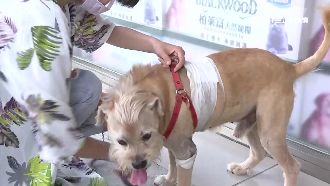 比特犬亂攻擊　飼主：養來咬狗是正常
