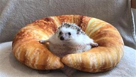 刺蝟▲圖／翻攝自YouTube