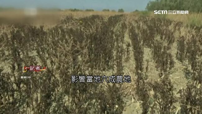 極端氣候毀地球　農作減產美食消失