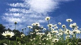 玉山北峰遍地開滿外來種法國菊。（圖／玉管處提供）