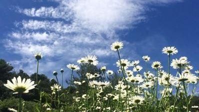 絕美小白花！玉山北峰開滿「法國菊」