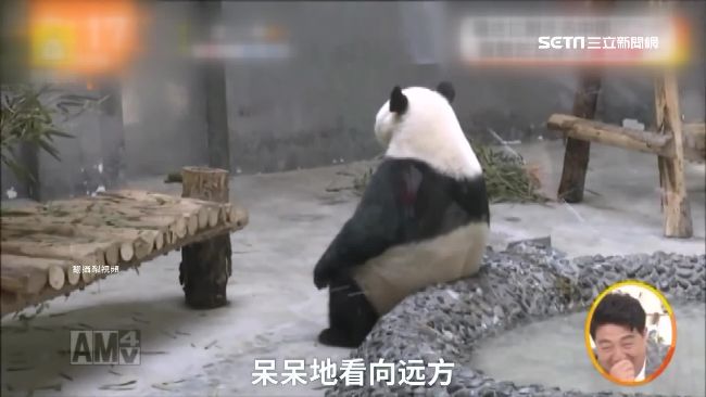 熱到「思考人生」　貓熊可愛模樣爆紅
