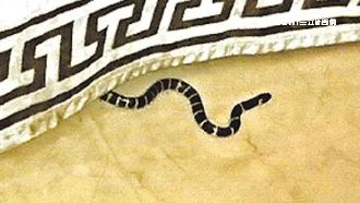 男背後癢癢的…奢華摩鐵跑出雨傘節