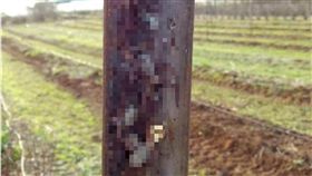 澳洲,蜘蛛,獵人蛛,葡萄園,木樁,雞皮疙瘩,恐怖,昆蟲
（圖／翻攝自澳洲新聞網）