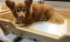 狗,食物,罐頭,入境
圖／中央社