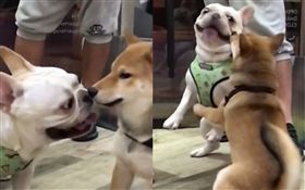 法鬥向柴犬示好反被咬。（圖／翻攝自copper.frenchie Instagram）