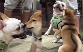 交朋友錯了嗎？法鬥示好失敗慘被咬