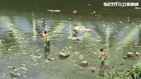 疑天氣太熱、河川水溫過高　基隆河魚群大量死亡