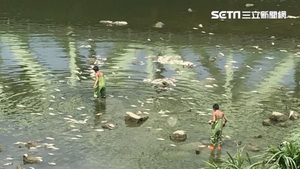 疑河川水溫過高　基隆河魚群大量死亡
