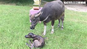 神獸報到！北藝大校牛產下小奧米加咆嘯獸（翻攝臉書）