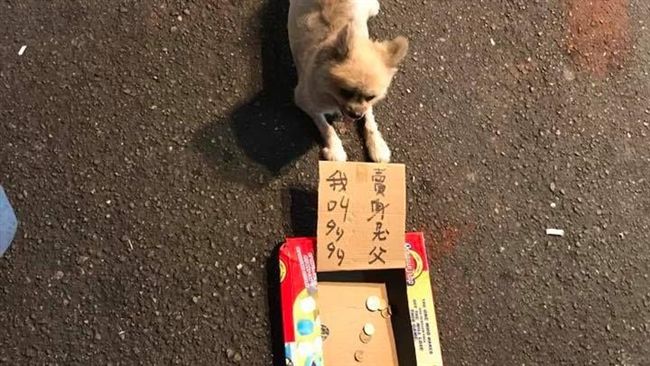 夜市賣身救父？　「多多」竟是一隻狗