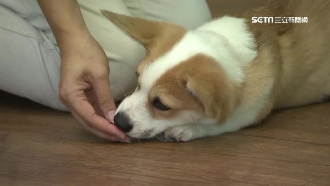 高穩定藻褐素　寵物心臟保健輔助