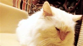 寵物滔客(圖片版權屬於滔客線上雜誌)